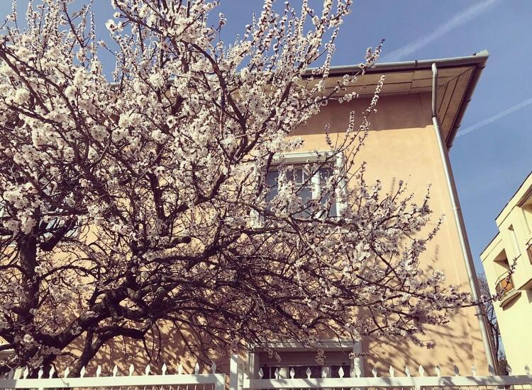 Guest house Kis Gellert