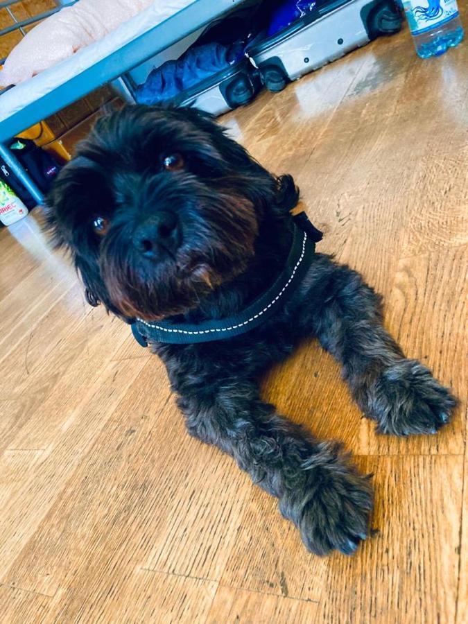 Black Dog