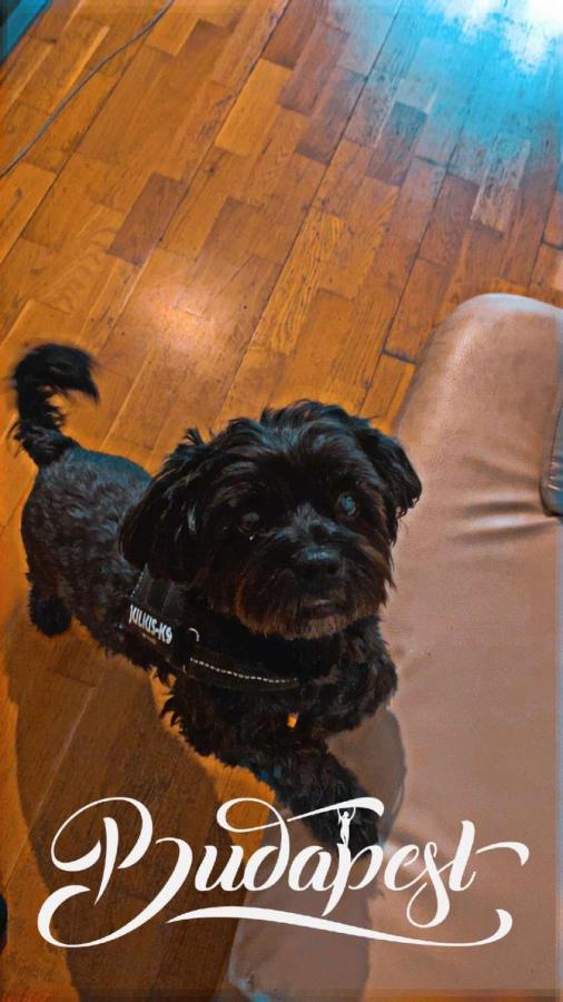 Black Dog