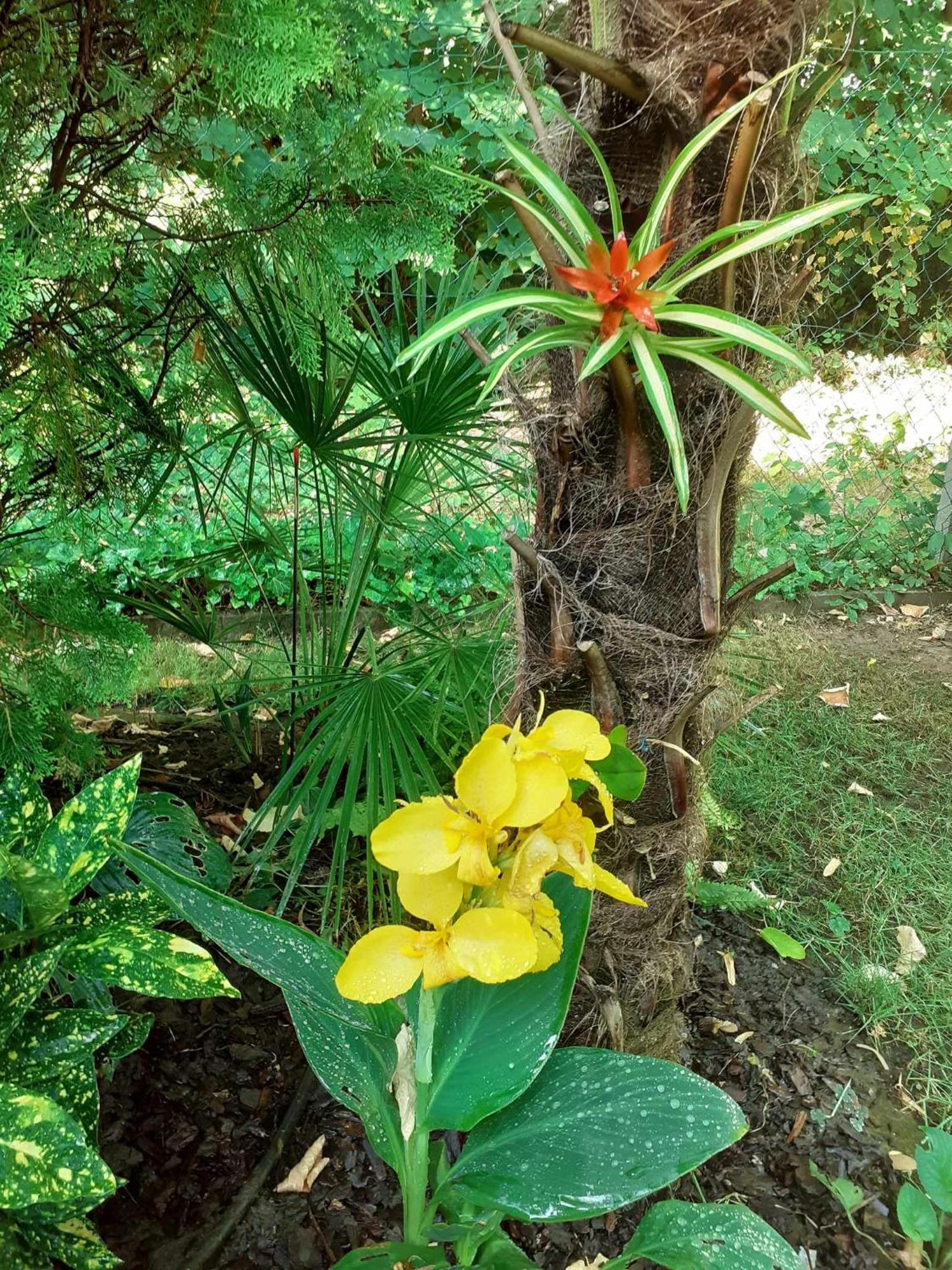 House W Little Tropical Garden Apartment