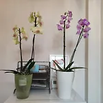 Falk Miksa Apartment