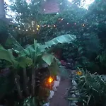 House W Little Tropical Garden