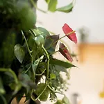 Budapestayz - Lonyay Studios