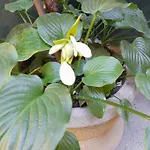 Shadowlily