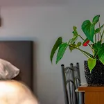 Corvin Park Apartment