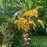 House W Little Tropical Garden