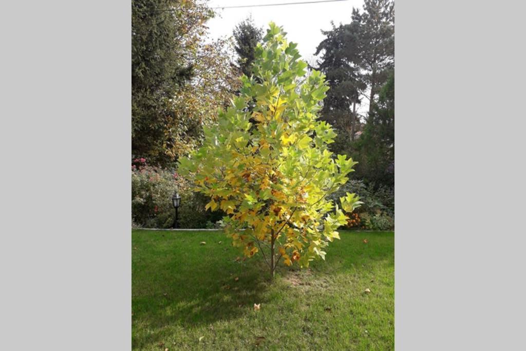 Apartmán Aranyhegyi Piheno
