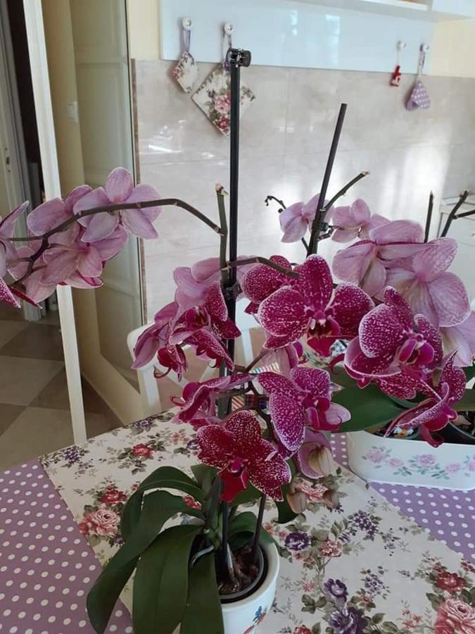 Apartamento Aranyosház-vendégház Budapest