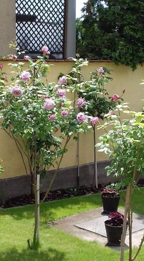 Apartamento Aranyosház-vendégház
