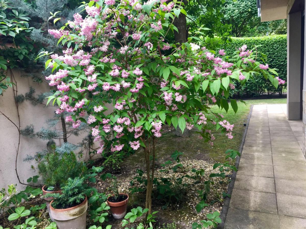 Madarhegy With Garden Buda Side Appartamento *