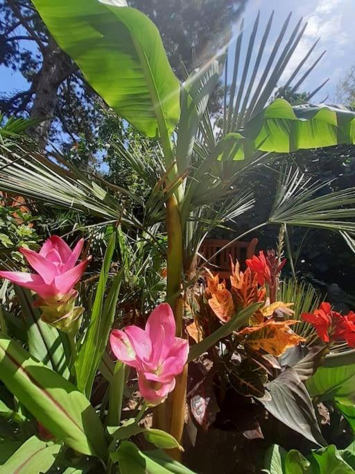Apartamento House W Little Tropical Garden Budapest
