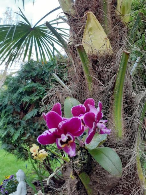 House W Little Tropical Garden Apartamento Budapest