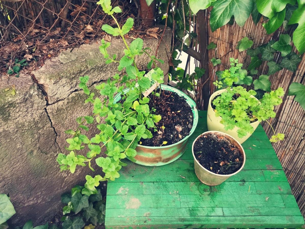 Apartment Flat In Historic With Your Own Private Garden, Near City Park