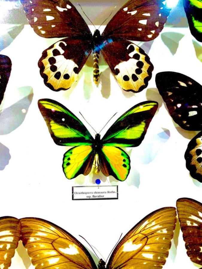 Butterfly Appartamento *