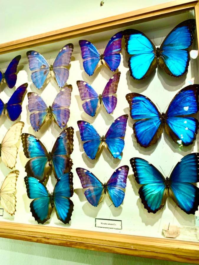 Appartamento Butterfly