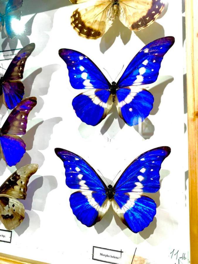 Butterfly Appartamento Budapest