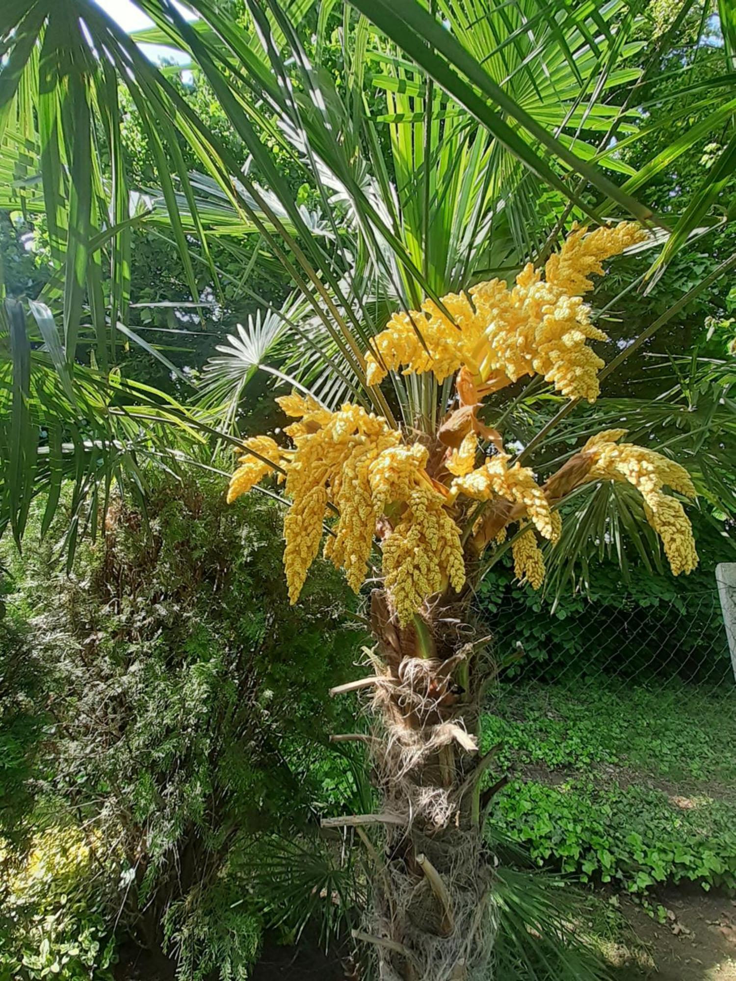 House W Little Tropical Garden *