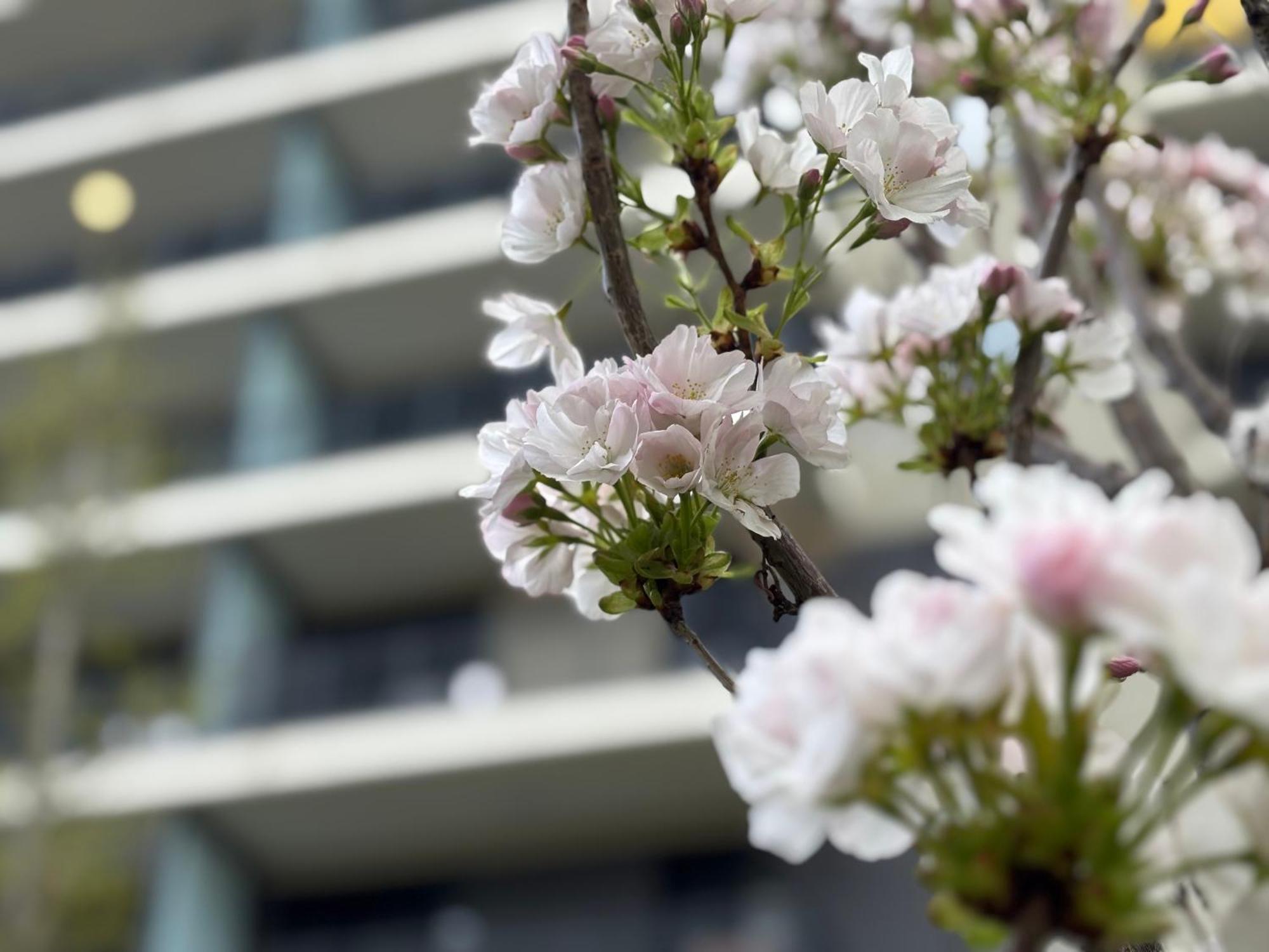 Japandi Apartment, Free Parking Apartmán