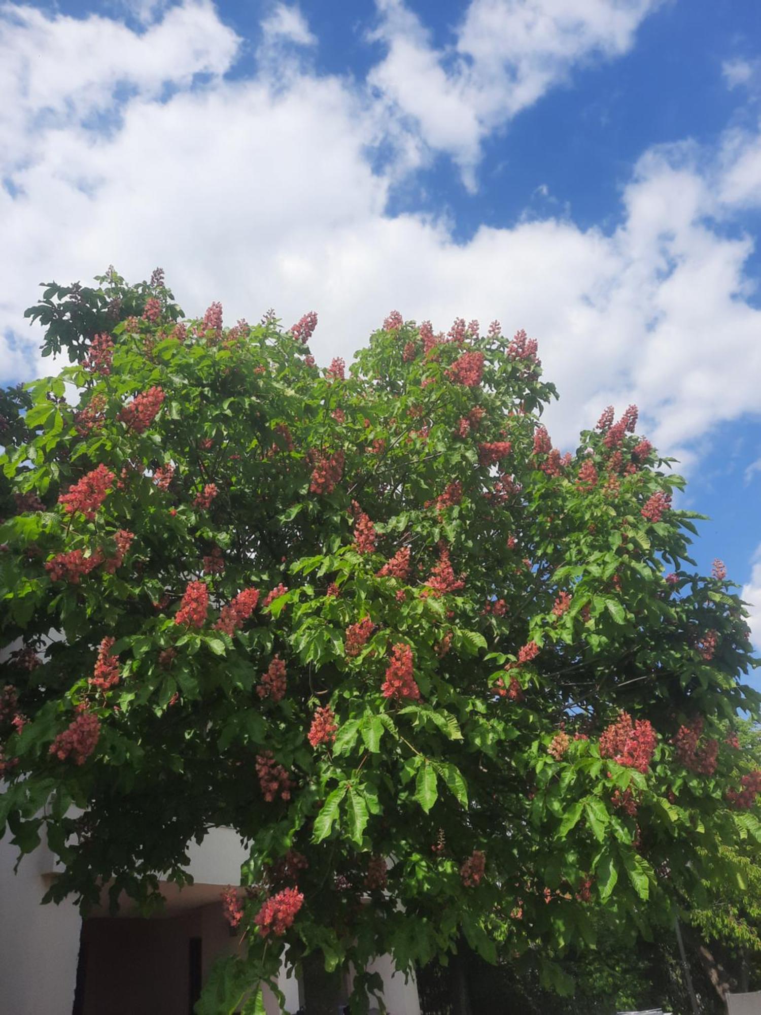 Helios 3* Budapeszt