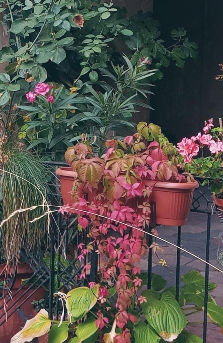 Tiny In The Heart Of Budapeszt