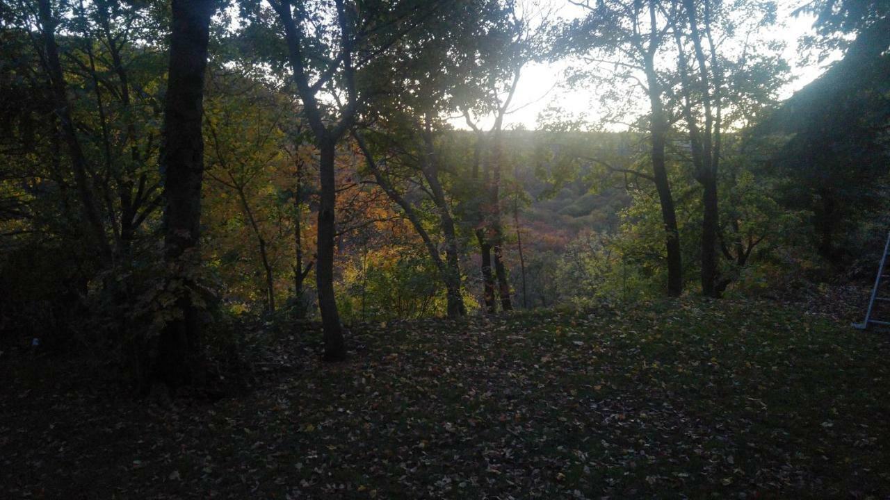 Cabin In The Woods Lejlighed *