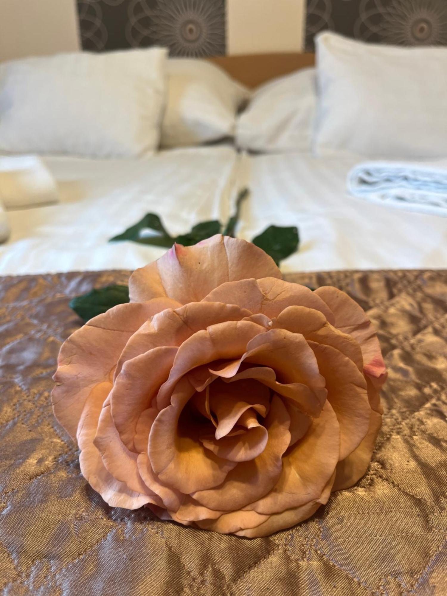 Rose 3*