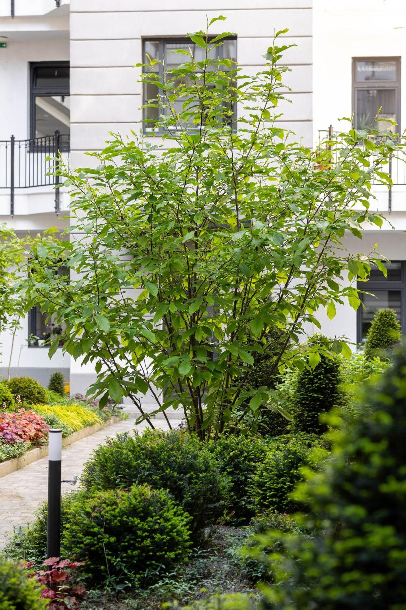 Magnolia Budapest