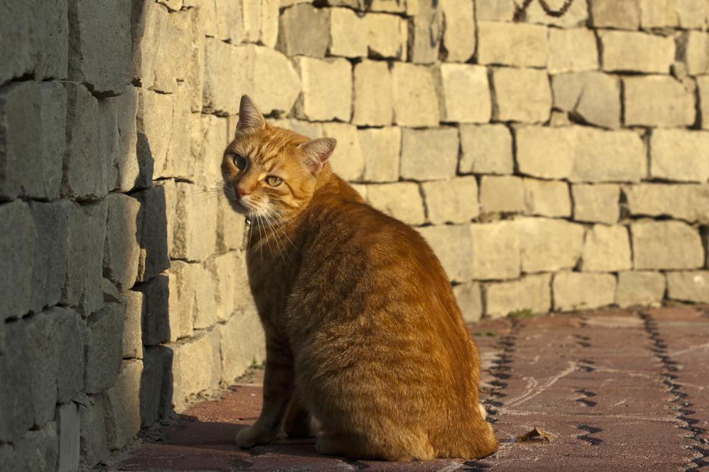 Szonyi Garden Pest 3*