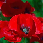 Poppy Flower Apartment