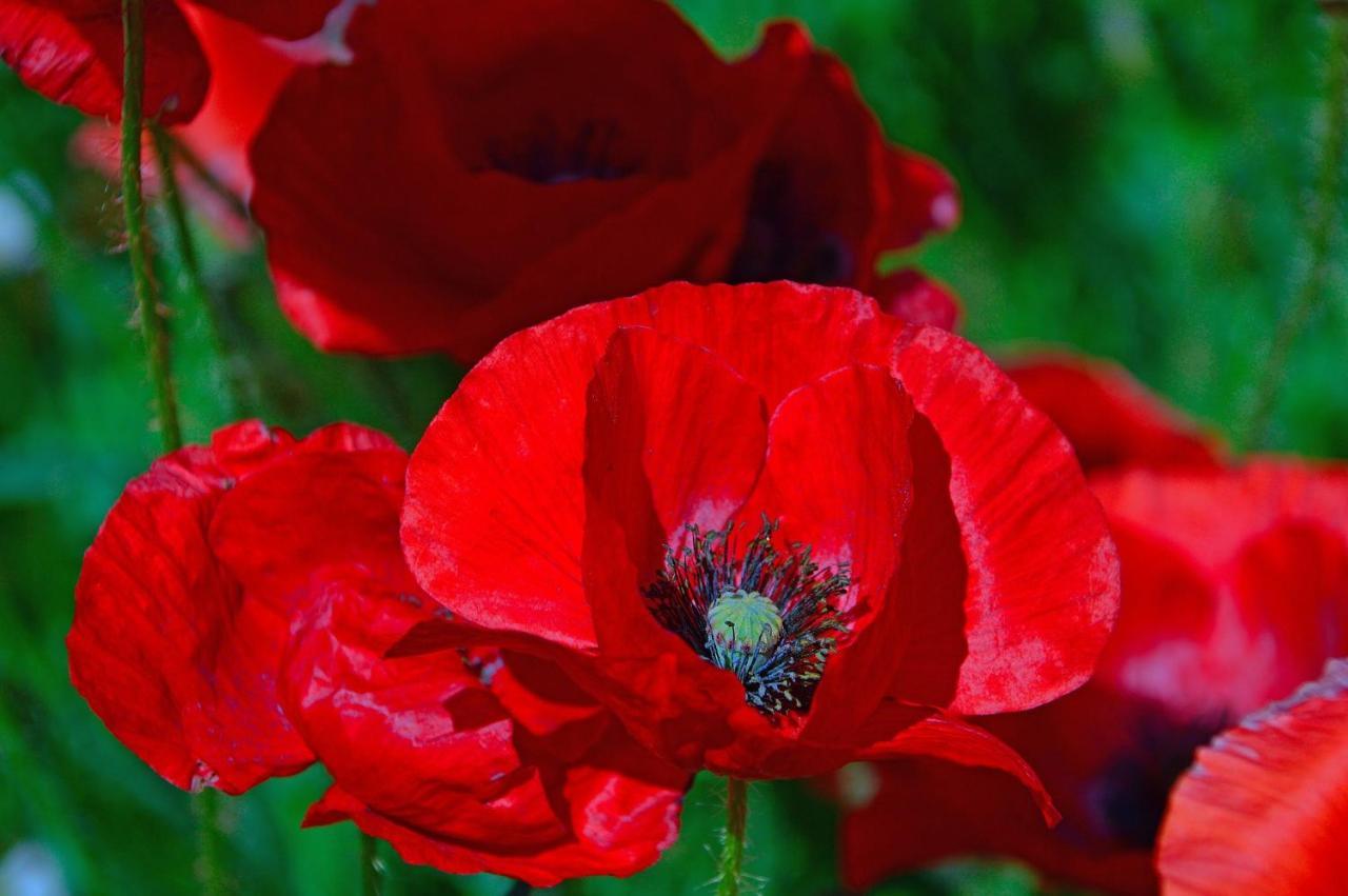 Poppy Flower Budapest