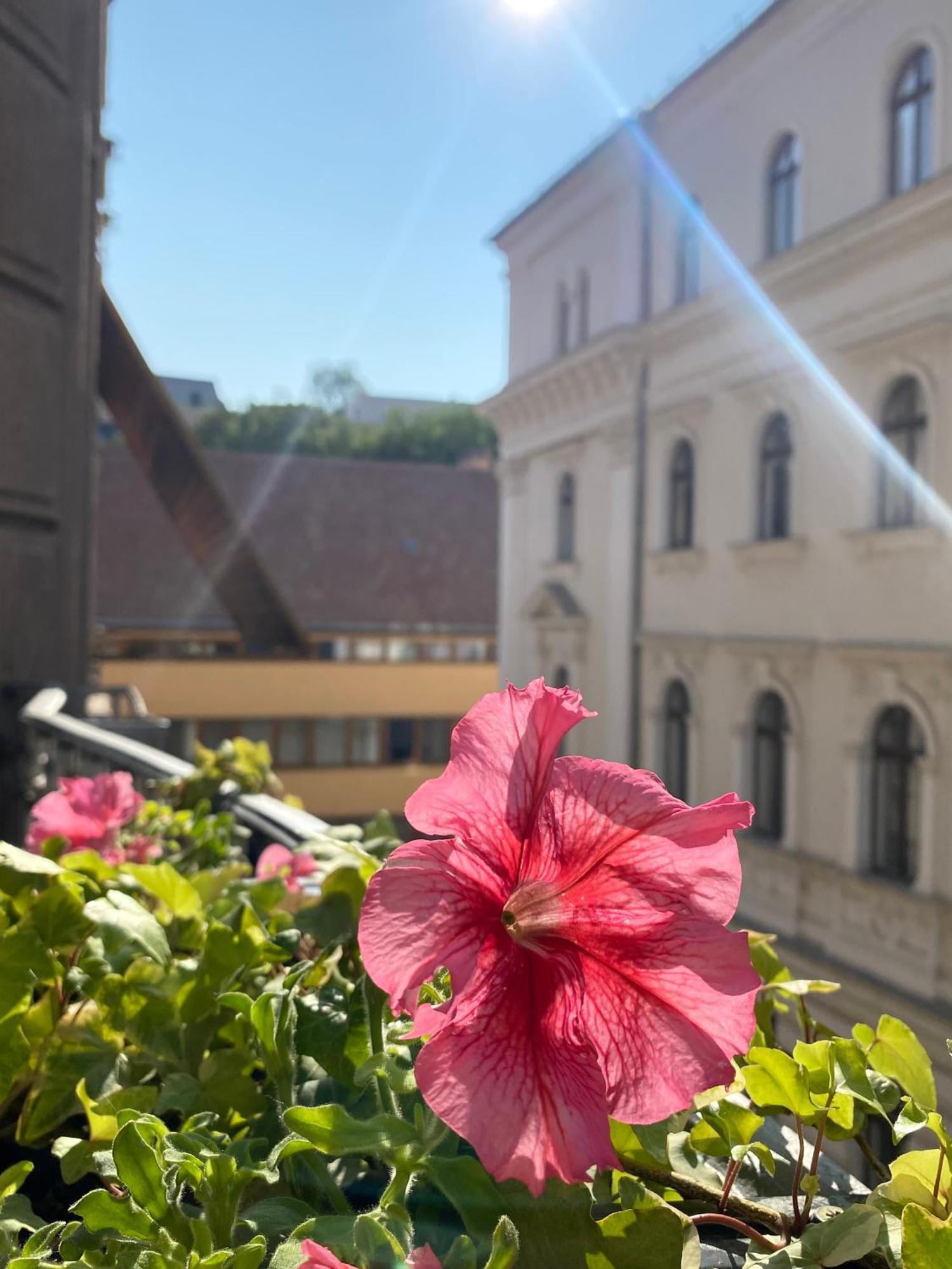 Sunny Near The Castle Apartment